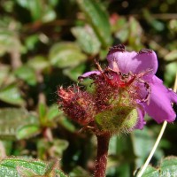 Osbeckia rubicunda Arn.